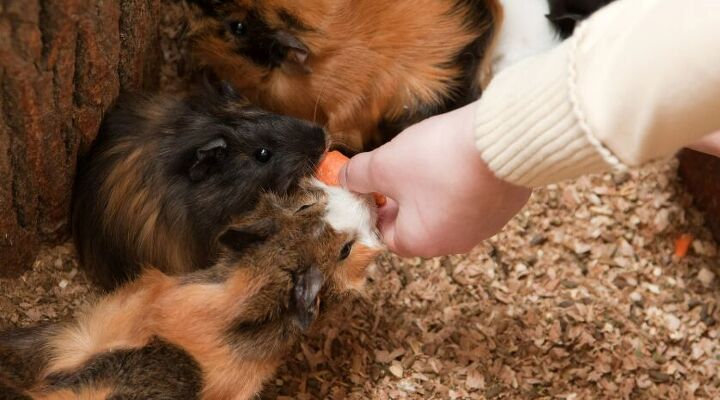 Beautiful view of What Guinea Pigs Should Never Eat Petbook