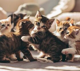 Neutering Kittens Early Doesn't Lead to Heavier Cats, Study Finds