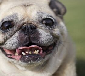 How Do You Get Rid Of Bad Breath in Dogs?
