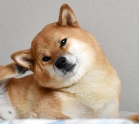 Why Is My Dog Itchy (But No Fleas)?