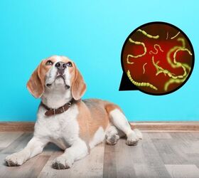 How Do I Know If My Dog Has Tapeworm?