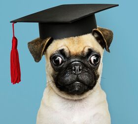 Doug the Pug Dons Cap and Gown to Receive Degree