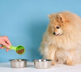 Is Your Dog Left or Right Pawed? Take the Test!