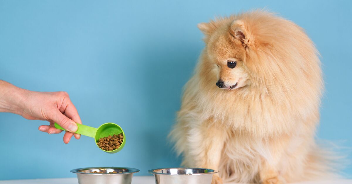 Pawed Is Your Dog Left or Right Pawed? Take the Test! | PetGuide