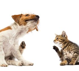 Pets Get Allergies Too - Here's How Owners Can Help