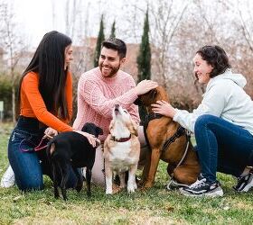Puppy Socialization: Tips for Success