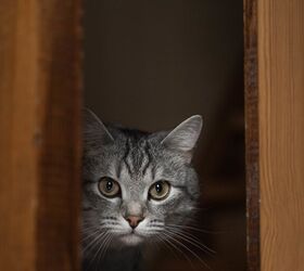 How To Stop Your Cat from Dashing Out the Door