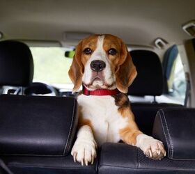 How to Protect Your Car on Road Trips with Your Pet