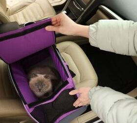 how to protect your car on road trips with your pet, Photo credit New Africa Shutterstock com