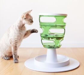 how can food puzzles boost your cat s overall well being, Photo credit Veera Shutterstock com