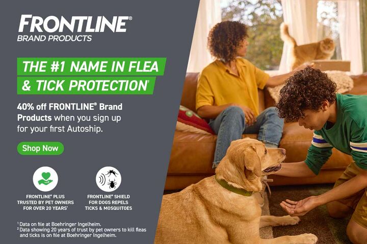 A closer look at Flea And Tick Protection For Cats That Camp
