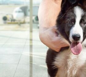 Border Collies Cut Bird Strikes at West Virginia Airport by 70%