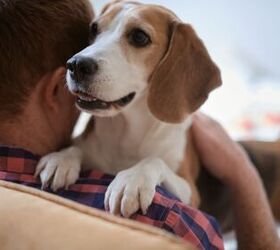 Best Dog Breeds for Those With Anxiety