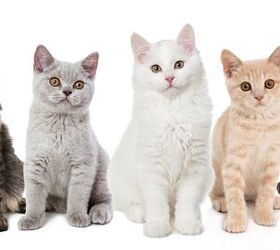 A Guide to Cat Coat Colors and Patterns