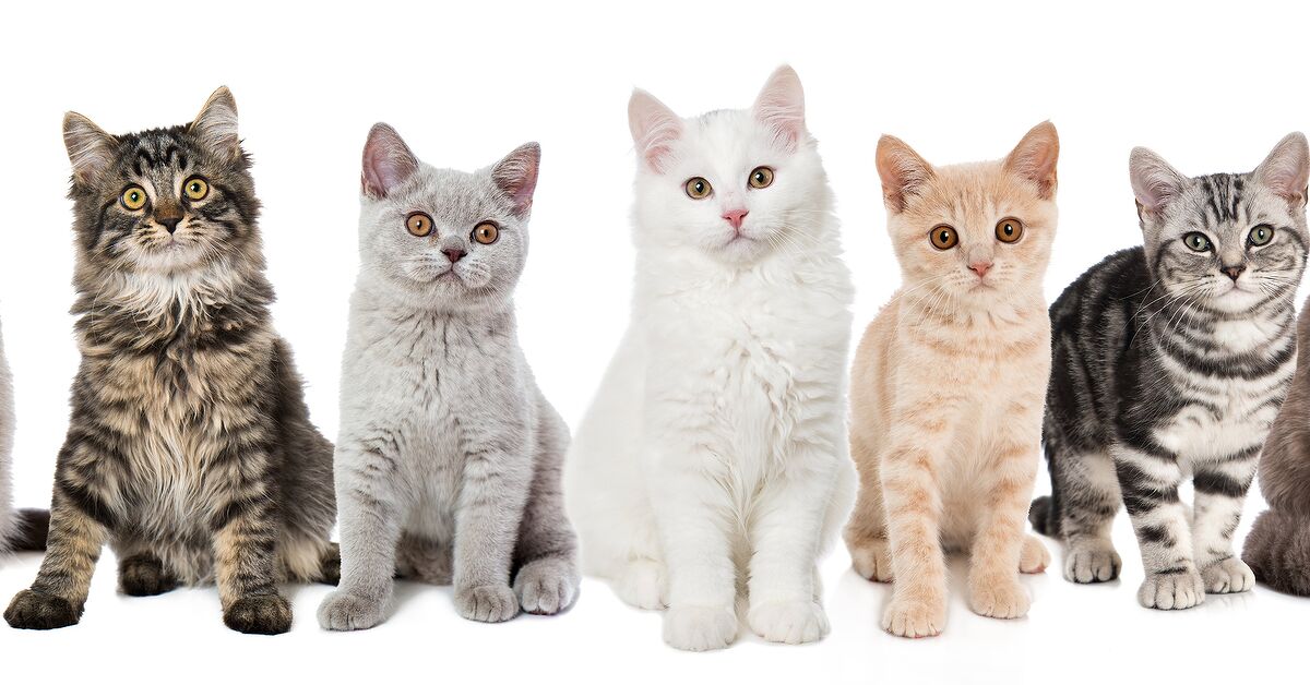 A Guide to Cat Coat Colors and Patterns PetGuide