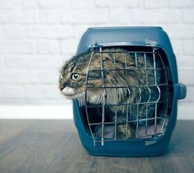 How to Safely Welcome a Skittish Rescue Cat into Your Home