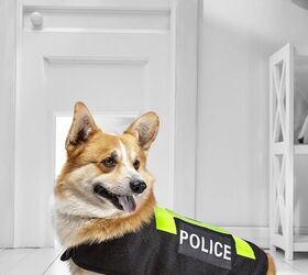 china s latest bomb sniffing dynamo comes up a little short, photo credit Red Umbrella and Donkey shutterstock com