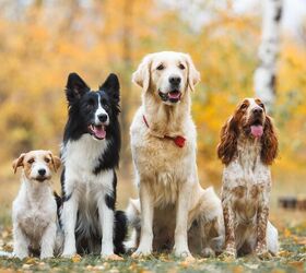 A Guide to Dog Coat Colors and Patterns