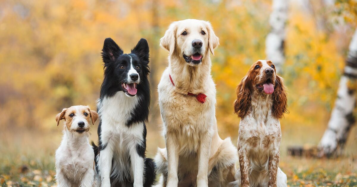 Pied Color A Guide to Dog Coat Colors and Patterns | PetGuide