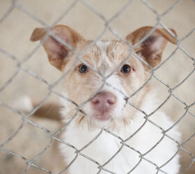 San Francisco Animal Shelters Full of Pandemic-Era Puppies and Kittens