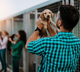 Which State Leads the U.S. in Pet Adoptions?