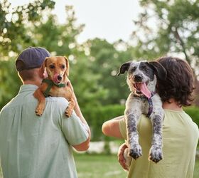 Study Finds Most Pet Owners Underestimate the Lifetime Care Costs