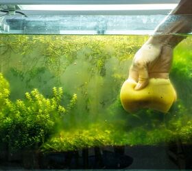 How Often Should I Clean My Fish Tank?