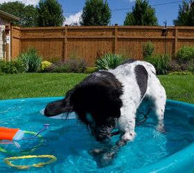 Shelter Dog Adopted and Returned Twice for Being Too Playful