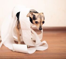 Study Reveals Some Dog Breeds Are More Likely to Get Diarrhea