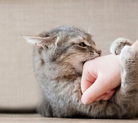 Avoid Overstimulation When Petting Your Cat