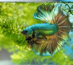 Can Betta Fish Live with Other Fish?