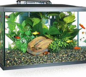 can betta fish live with other fish