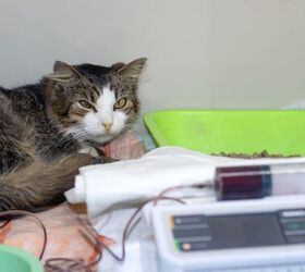 Research Finds Anxious Cats at Higher Risk for Bladder Inflammation