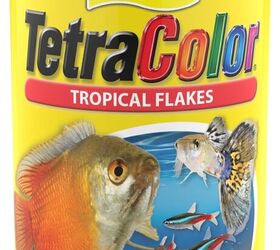do fish recognize their owners