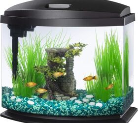 do fish recognize their owners