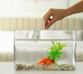 What’s the Best Food for Goldfish?