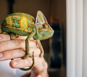 What’s the Easiest Lizard to Take Care Of?