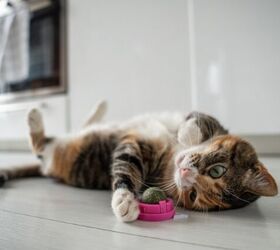 What are the Benefits of Silver Vine for Cats?