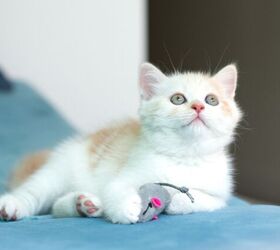 what are the benefits of silver vine for cats, Photo credit Khorzhevska Shutterstock com