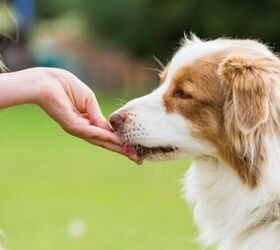 Your Dog Will Love These Easy DIY Pumpkin Oat Treats