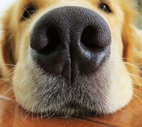 easy diy pumpkin oat dog treats, Dog s nose image via Canva