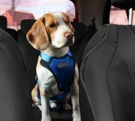 How to Keep Your Dog Happy on Long Car Rides