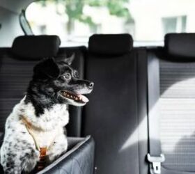 how to keep your dog happy on long car rides, Dog in car image via Canva