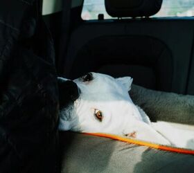 how to keep your dog happy on long car rides, Dog in car image via Canva