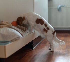 hide and seek for dogs let s make it fun, photo credit Fibs Z shutterstock com