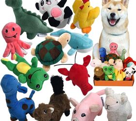 hide and seek for dogs let s make it fun