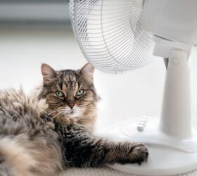 How Hot is Too Hot for Your Cat?