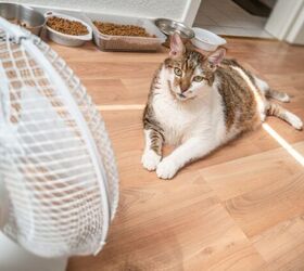 how hot is too hot for your cat, Photo credit neurobit Shutterstock com