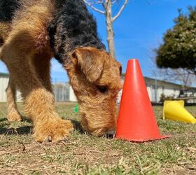 What is Scent Work for Dogs?