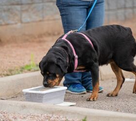 what is scent work for dogs, Photo credit GoDog Photo Shutterstock com